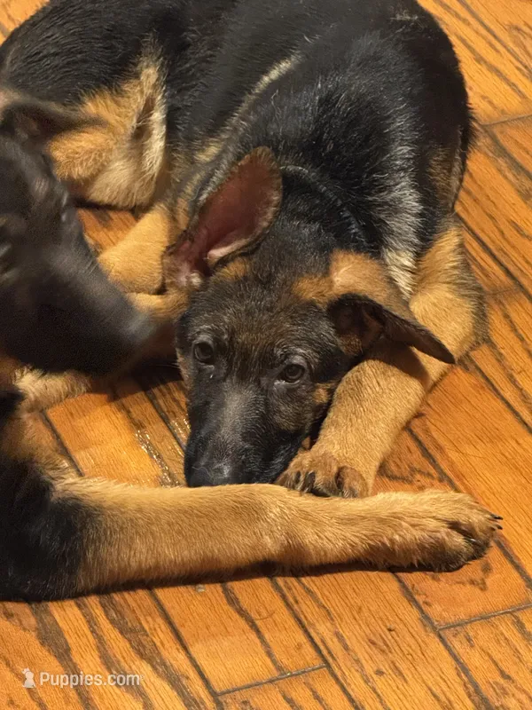 Arya - Blue collar 2 – German Shepherd Dog puppy for sale in Spencer, IN