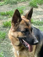 Blue collar 2, a female German Shepherd Dog for sale in Spencer, IN – 2 of 4