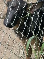 Raven- Female, a female German Shepherd Dog for sale in Spencer, IN – 5 of 10