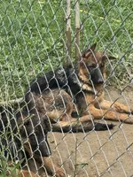 Ember  Female, a female German Shepherd Dog for sale in Spencer, IN – 4 of 10