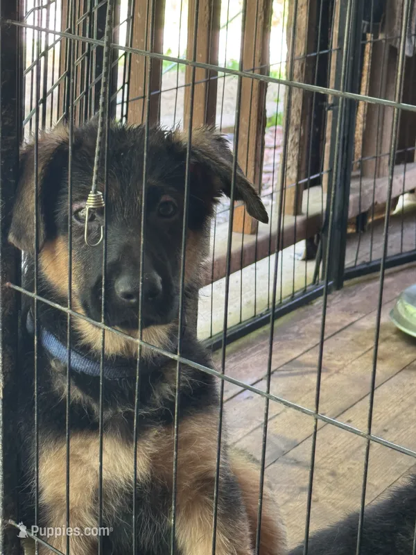 Ember -Blue collar Femsle – German Shepherd Dog puppy for sale in Spencer, IN