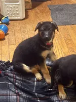 Raven-Red collar female, a female German Shepherd Dog for sale in Spencer, IN – 8 of 9
