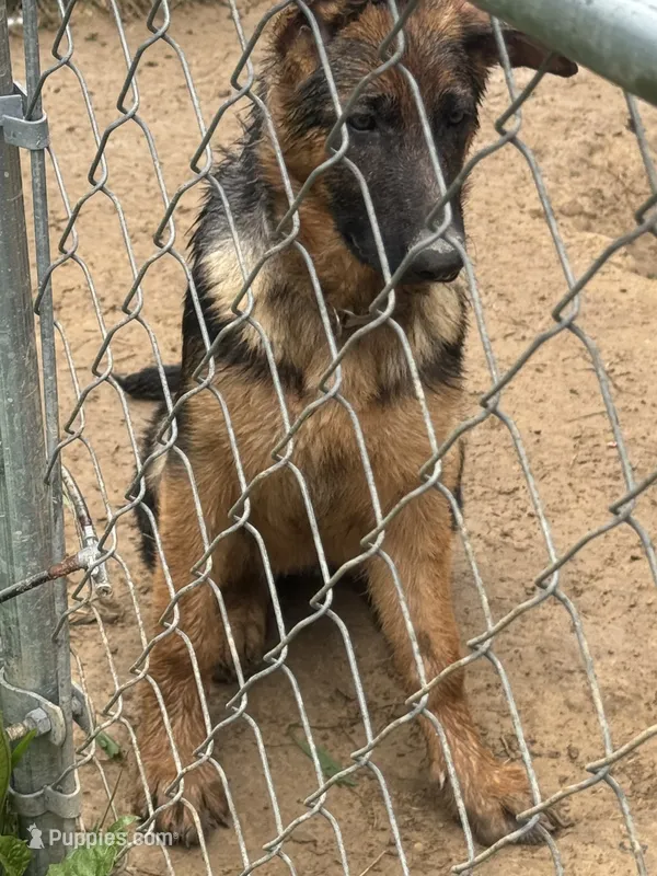 Ember -Blue collar Femsle – German Shepherd Dog puppy for sale in Spencer, IN
