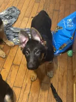 Raven-Red collar female, a female German Shepherd Dog for sale in Spencer, IN – 9 of 9