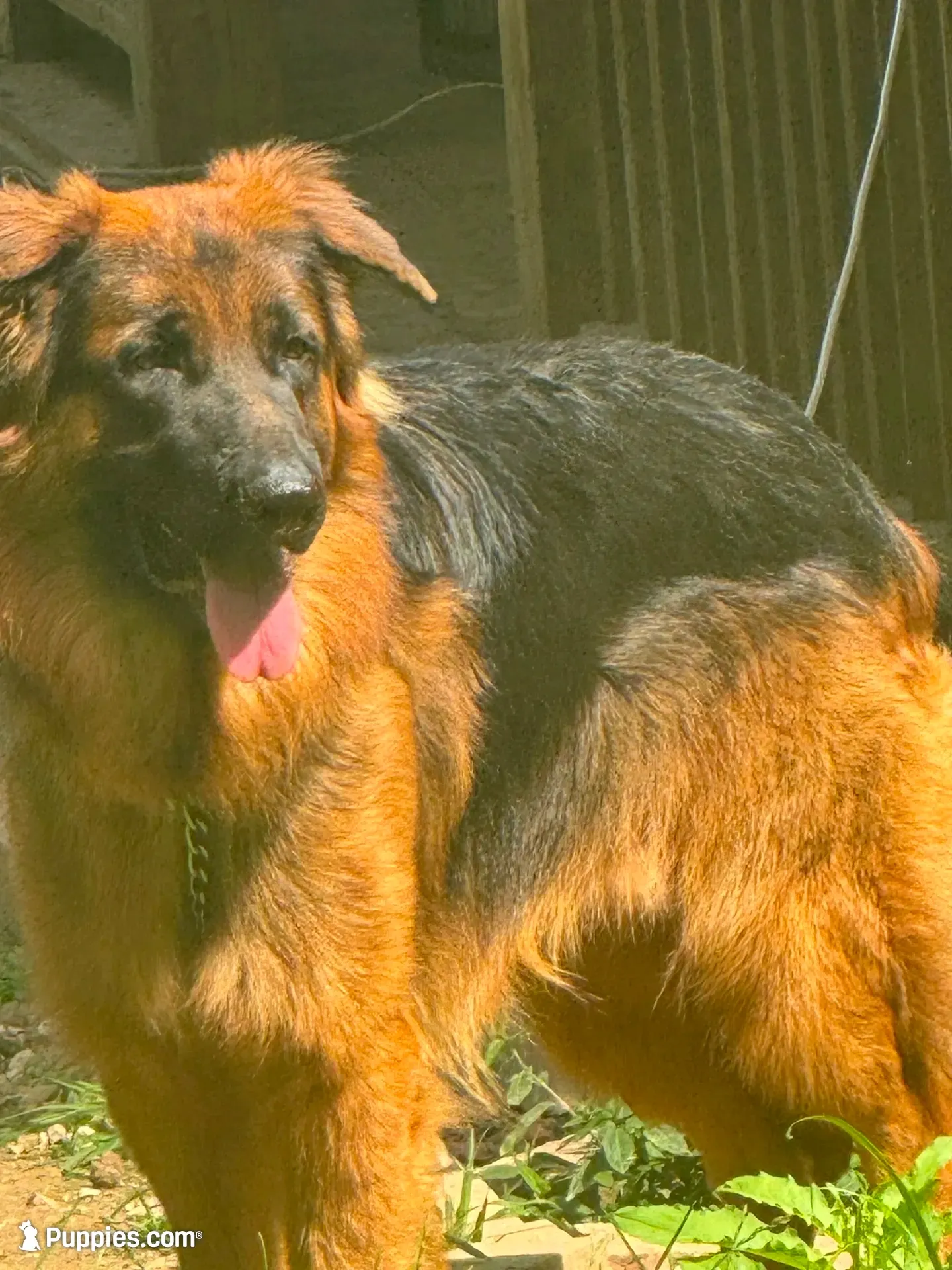 Raven- Female, a female German Shepherd Dog for sale in Spencer, IN – 10 of 10