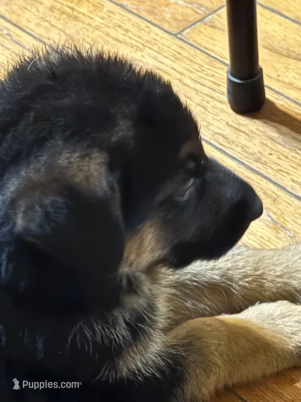 Echo - Red/lavendar collar – German Shepherd Dog puppy on hold in Spencer, IN