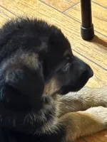 Red/lavendar collar, a female German Shepherd Dog for sale in Spencer, IN – 4 of 6
