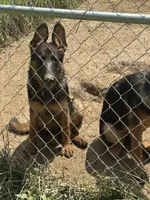 Raven- Female, a female German Shepherd Dog for sale in Spencer, IN – 1 of 10