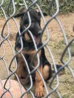 Raven- Female, a female German Shepherd Dog for sale in Spencer, IN – 2 of 10