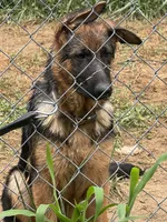 Ember  Female, a female German Shepherd Dog for sale in Spencer, IN – 3 of 9