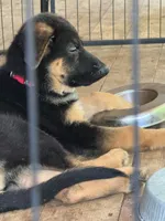 Red collar female, a female German Shepherd Dog for sale in Spencer, IN – 4 of 5