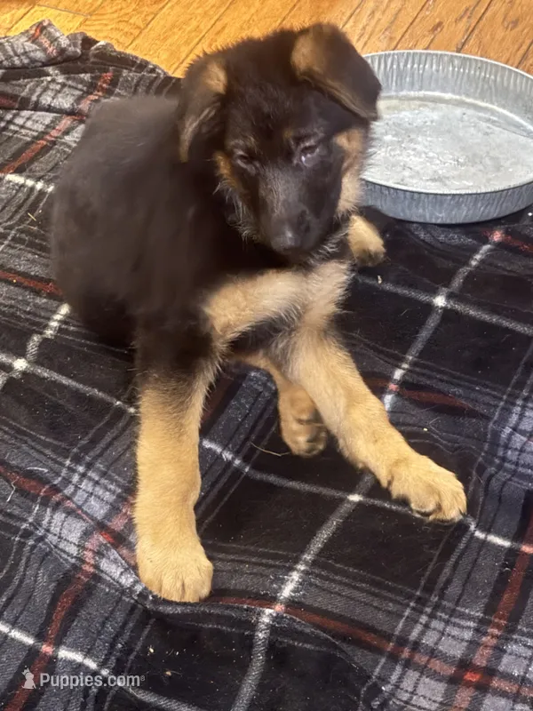 Ember -Blue collar Femsle – German Shepherd Dog puppy for sale in Spencer, IN