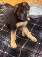 Ember  Female, a female German Shepherd Dog for sale in Spencer, IN – 7 of 9