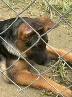 Arya - Female, a female German Shepherd Dog for sale in Spencer, IN – 6 of 10
