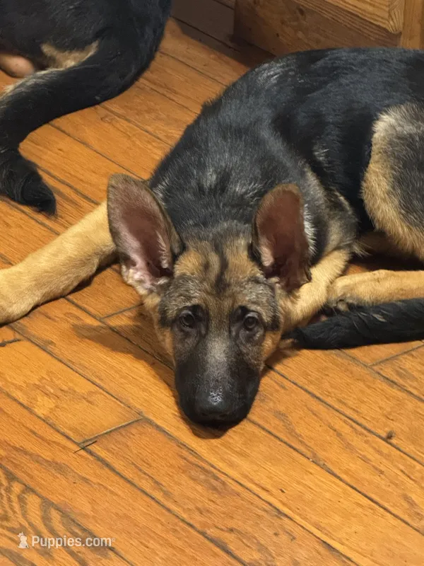Yellow collar  – German Shepherd Dog puppy for sale in Spencer, IN
