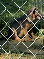 Ember  Female, a female German Shepherd Dog for sale in Spencer, IN – 4 of 9