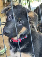 Raven-Red collar female, a female German Shepherd Dog for sale in Spencer, IN – 7 of 9