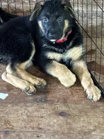 Red collar female, a female German Shepherd Dog for sale in Spencer, IN – 5 of 5