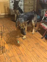 Ember  Female, a female German Shepherd Dog for sale in Spencer, IN – 1 of 10
