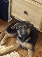 Blue collar 2, a female German Shepherd Dog for sale in Spencer, IN – 4 of 4
