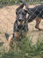 Arya - Female, a female German Shepherd Dog for sale in Spencer, IN – 7 of 10