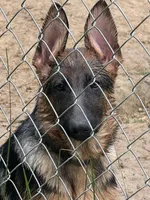 Arya - Female, a female German Shepherd Dog for sale in Spencer, IN – 2 of 10