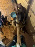Ember  Female, a female German Shepherd Dog for sale in Spencer, IN – 6 of 9