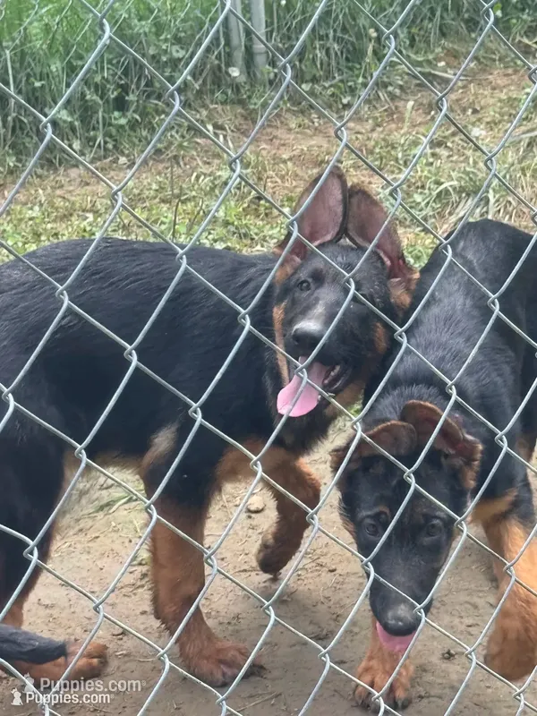 Raven- Female – German Shepherd Dog puppy for sale in Spencer, IN