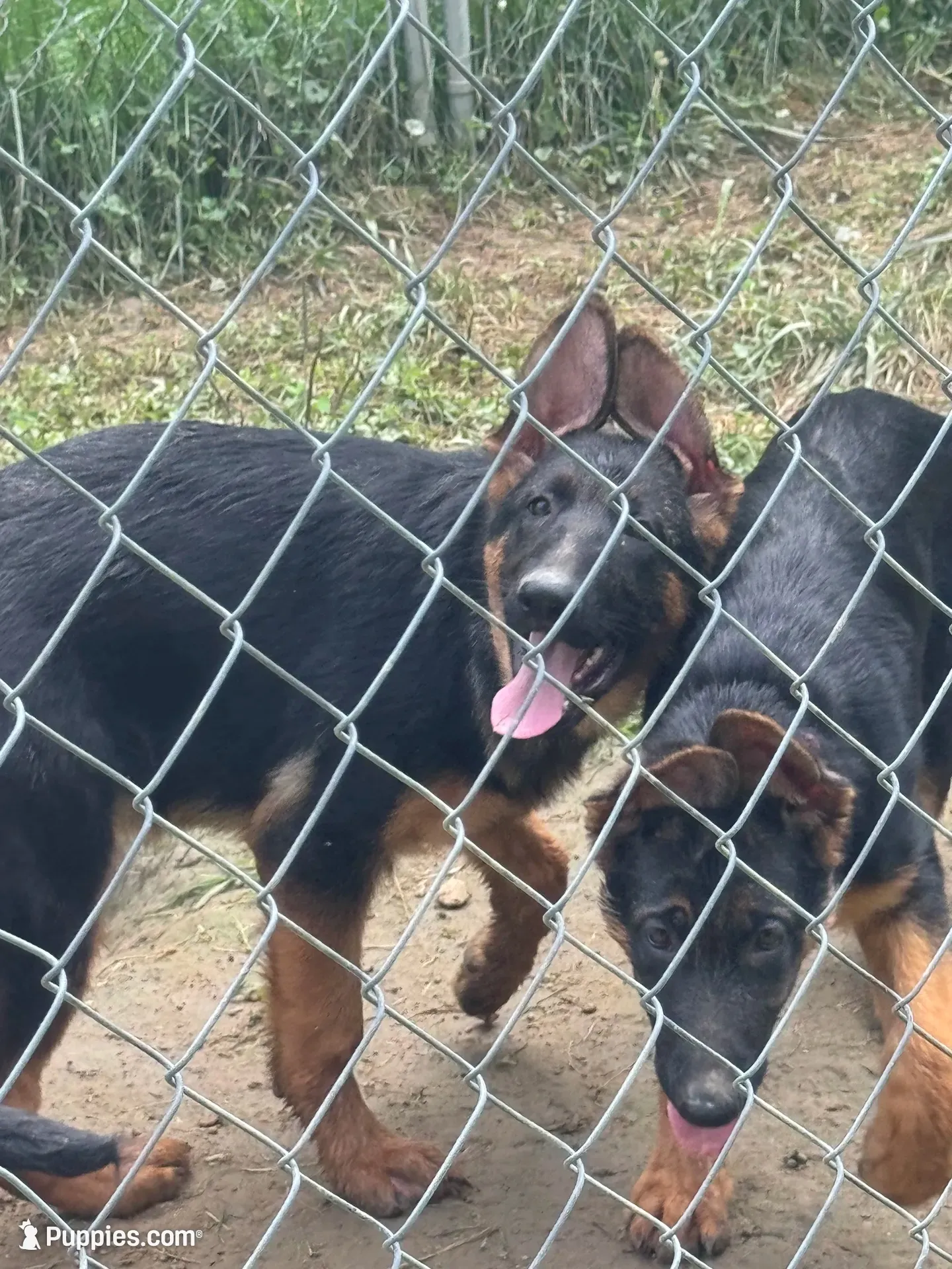 Raven- Female, a female German Shepherd Dog for sale in Spencer, IN – 3 of 10