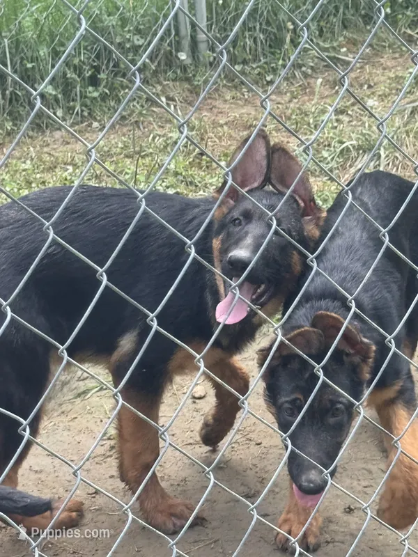 Raven-Red collar female – German Shepherd Dog puppy for sale in Spencer, IN
