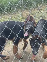 Raven- Female, a female German Shepherd Dog for sale in Spencer, IN – 1 of 10