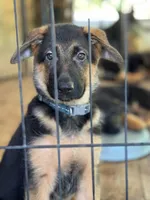 Arya - Blue collar 2, a female German Shepherd Dog for sale in Spencer, IN – 5 of 8