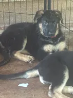 Red/lavendar collar, a female German Shepherd Dog for sale in Spencer, IN – 5 of 6