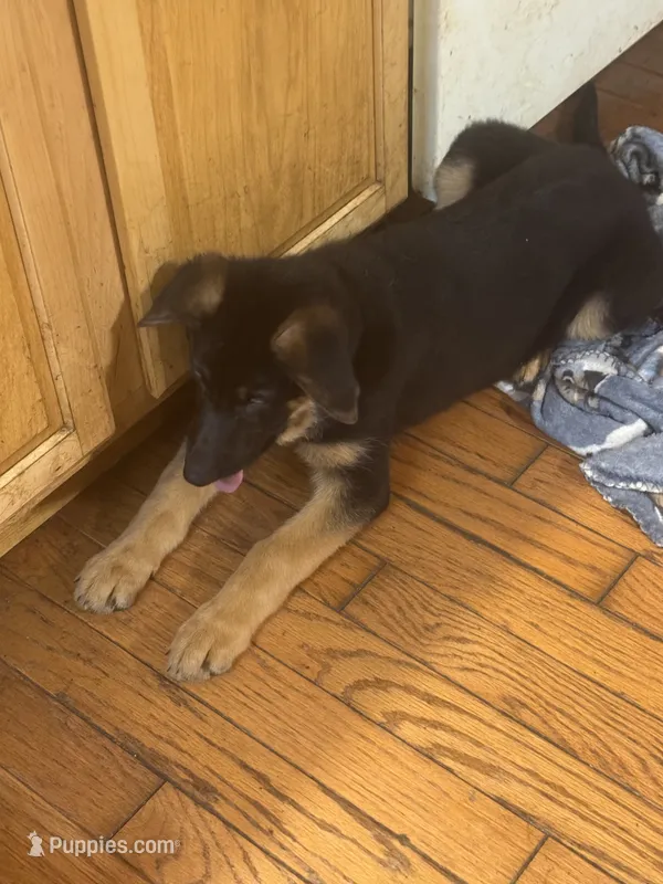 Raven-Red collar female – German Shepherd Dog puppy for sale in Spencer, IN