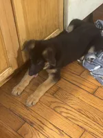 Raven-Red collar female, a female German Shepherd Dog for sale in Spencer, IN – 3 of 9