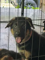 Xena - Pink Collar Female, a female German Shepherd Dog for sale in Spencer, IN – 5 of 5