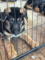 Angus, a male German Shepherd Dog for sale in Spencer, IN – 4 of 4