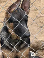 Raven- Female, a female German Shepherd Dog for sale in Spencer, IN – 3 of 10