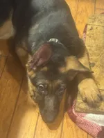 Arya - Blue collar 2, a female German Shepherd Dog for sale in Spencer, IN – 4 of 8