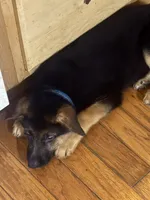 Arya - Blue collar 2, a female German Shepherd Dog for sale in Spencer, IN – 6 of 8