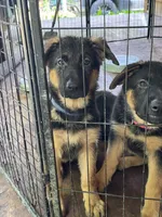 Blue collar Frmale, a female German Shepherd Dog for sale in Spencer, IN – 3 of 4