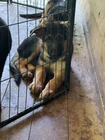 Yellow collar , a female German Shepherd Dog for sale in Spencer, IN – 4 of 5