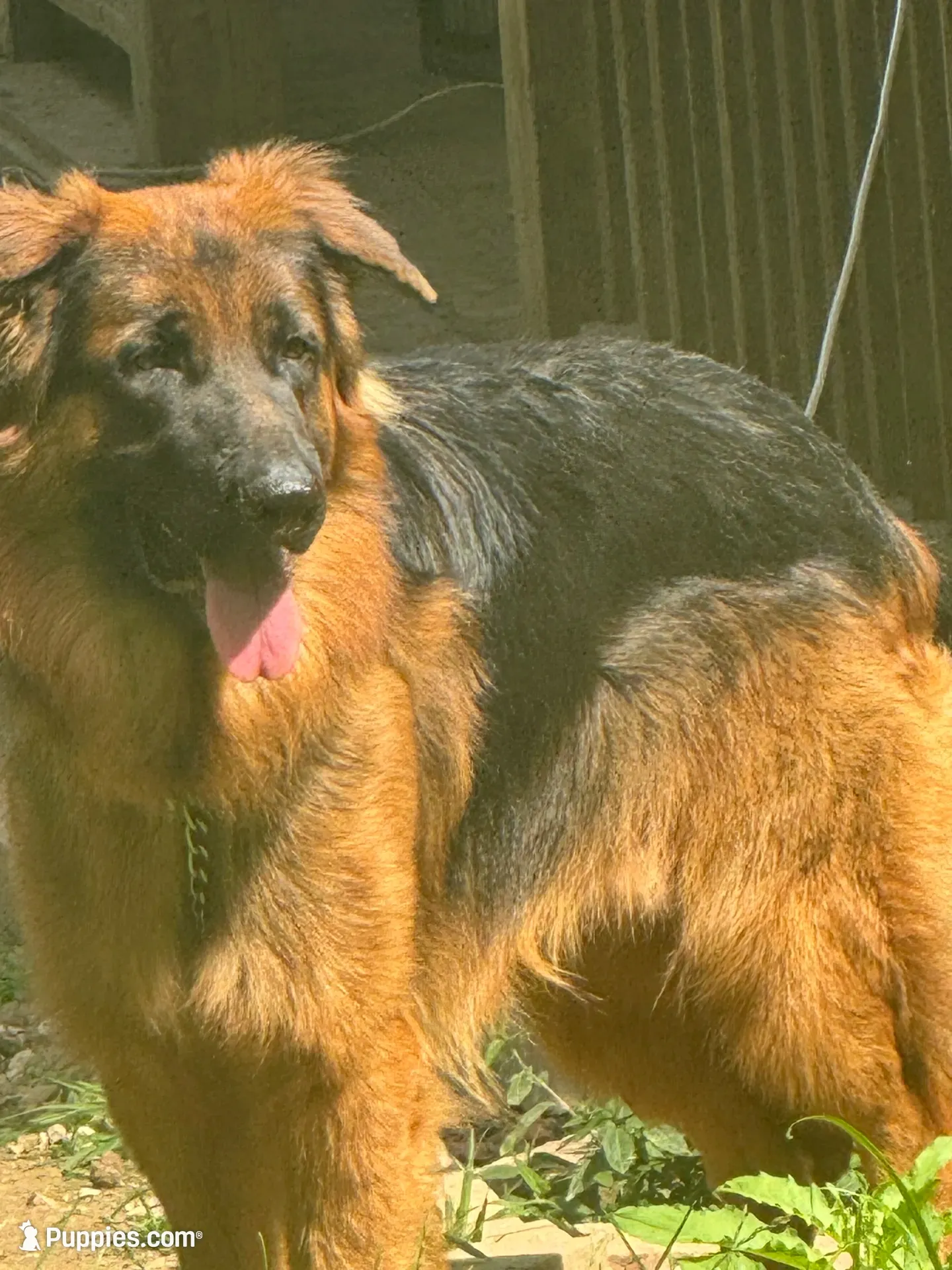 Ember  Female, a female German Shepherd Dog for sale in Spencer, IN – 10 of 10