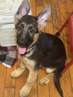 Yellow collar , a female German Shepherd Dog for sale in Spencer, IN – 3 of 5