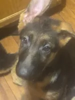 Arya - Blue collar 2, a female German Shepherd Dog for sale in Spencer, IN – 3 of 8