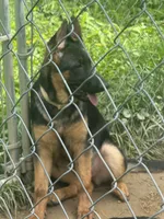 Raven- Female, a female German Shepherd Dog for sale in Spencer, IN – 5 of 10