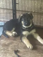 Red/lavendar collar, a female German Shepherd Dog for sale in Spencer, IN – 6 of 6
