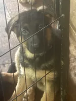 Blue collar 2, a female German Shepherd Dog for sale in Spencer, IN – 3 of 4