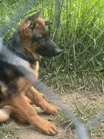 Arya - Female, a female German Shepherd Dog for sale in Spencer, IN – 5 of 10