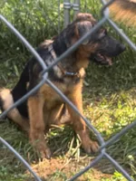 Ember  Female, a female German Shepherd Dog for sale in Spencer, IN – 5 of 9